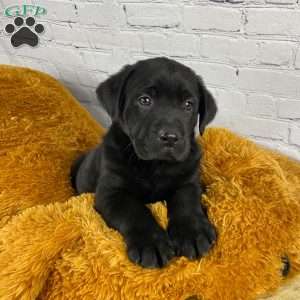 Axel, Black Labrador Retriever Puppy